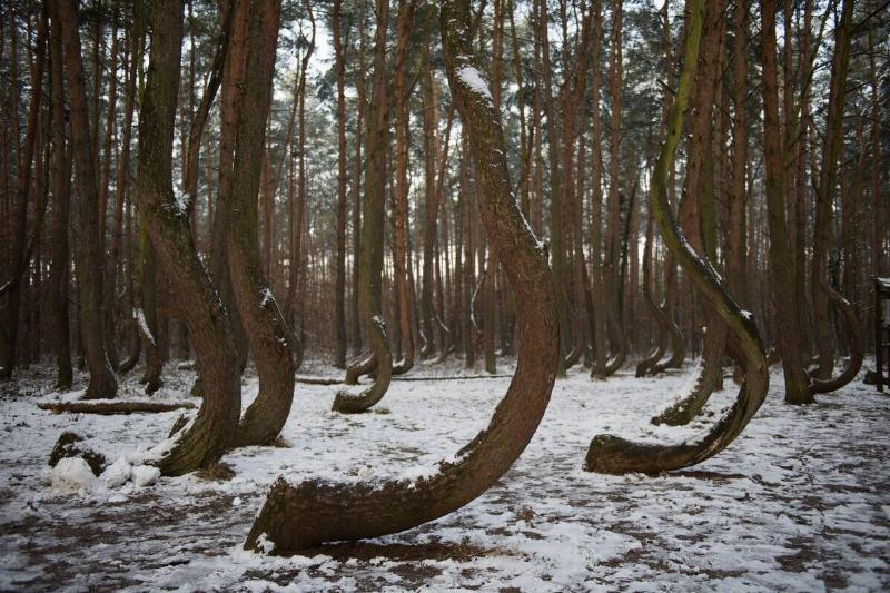 Curved shaped pine trees are seen at the Crooked Forest in Dolna Odra, Gryfino, Poland on February 06, 2018.