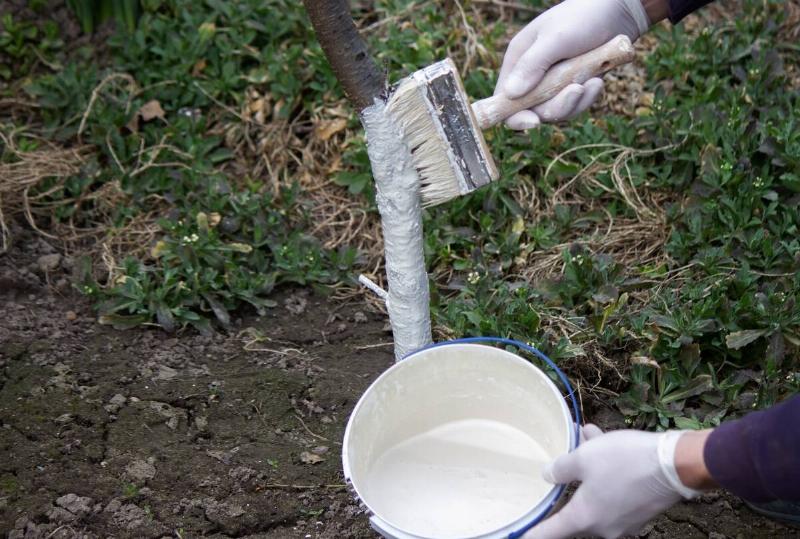 a male farmer covers a tree trunk with protective white paint against pests.