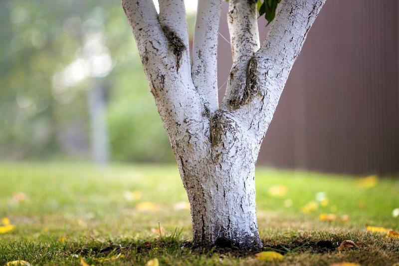 Whitewashed bark of tree growing in sunny orchard garden on blurred green copy space background.