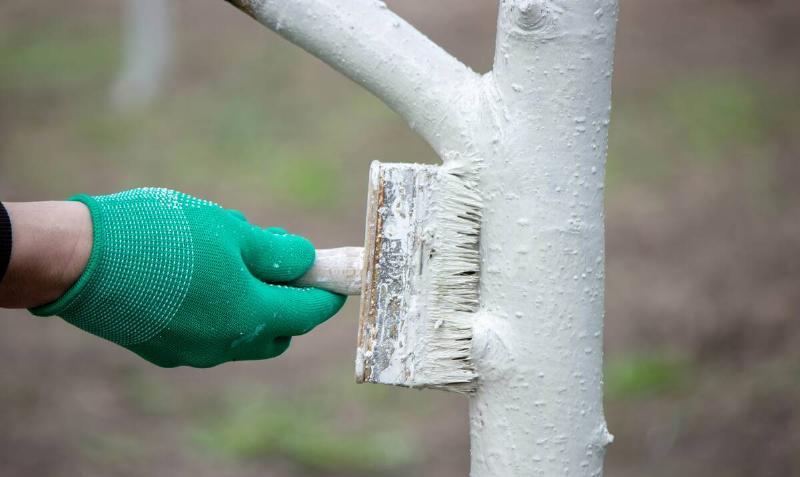 a man whitewashes trees in the garden in spring.