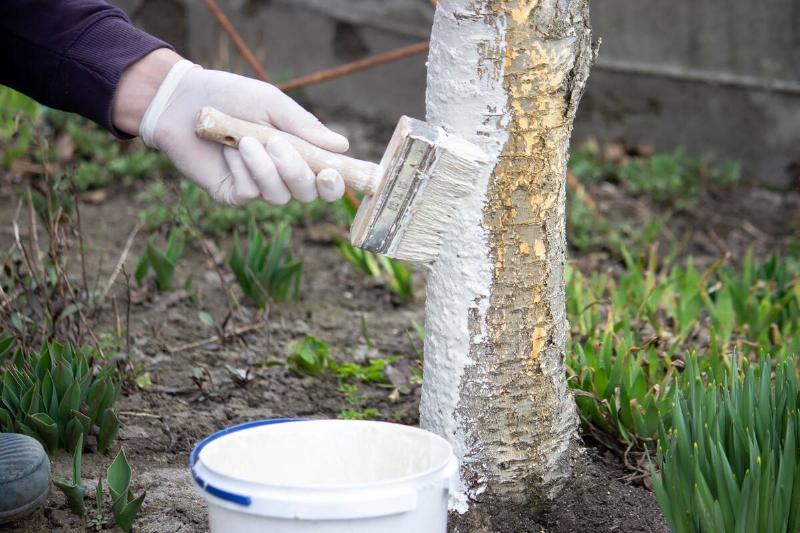 a male farmer covers a tree trunk with protective white paint against pests.