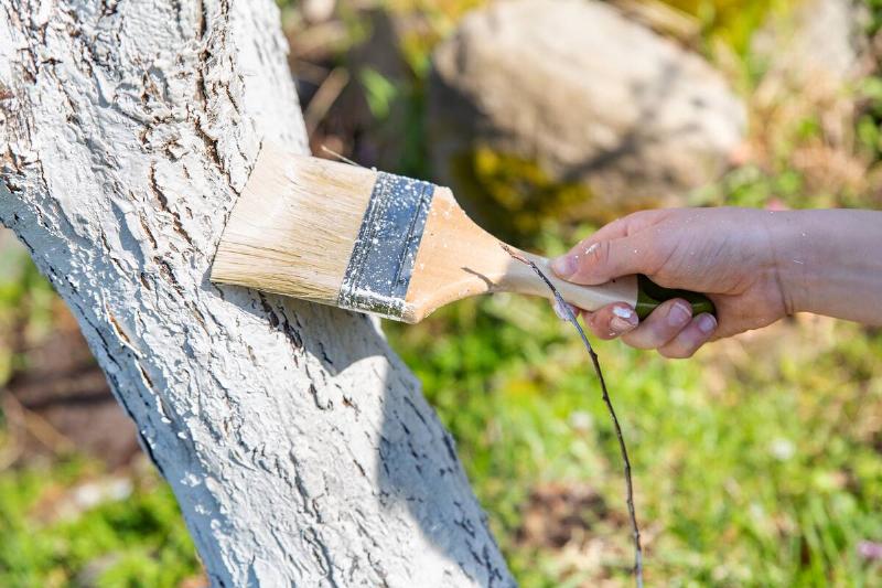 Close-up of a hand covering a tree with white paint for protection from rodents, insects, pests, spring gardening, whitewashed trees.