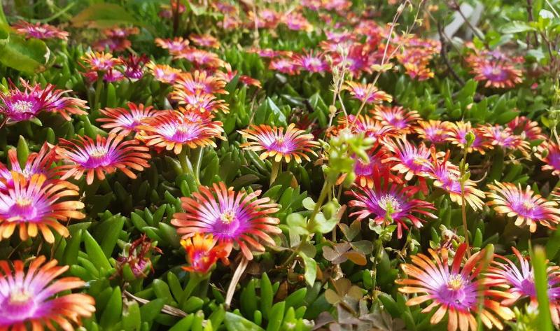 A closeup of some perennial flowers.