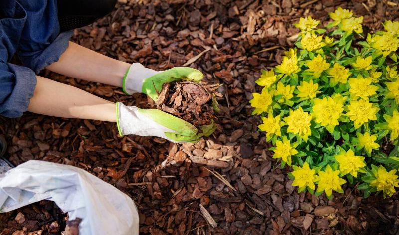 A person spreading mulch in their garden.