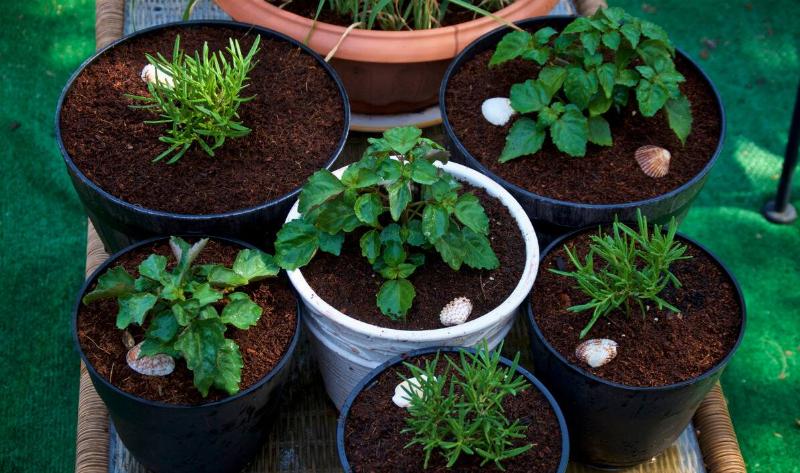 A group of container plants.