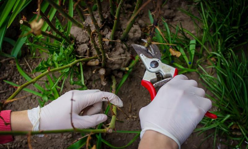Close-up of gardeners in protective gloves with a garden pruner doing spring pruning of a rose bush. selective focus