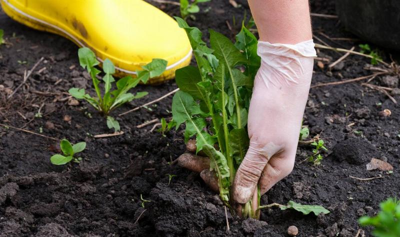 A close photo of a gloved hand pulling a weed out of the ground.