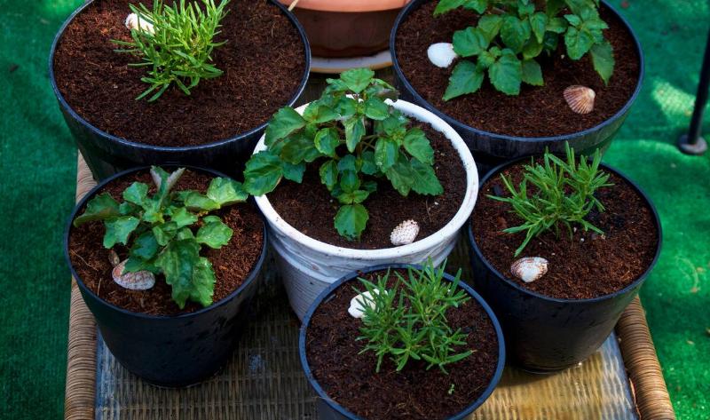 A collection of young plants in various sized planters.