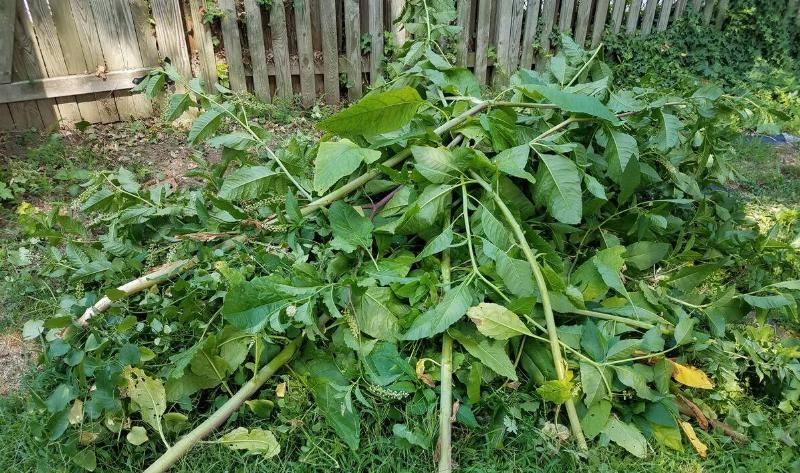 A pile of fresh yard clipping debris.