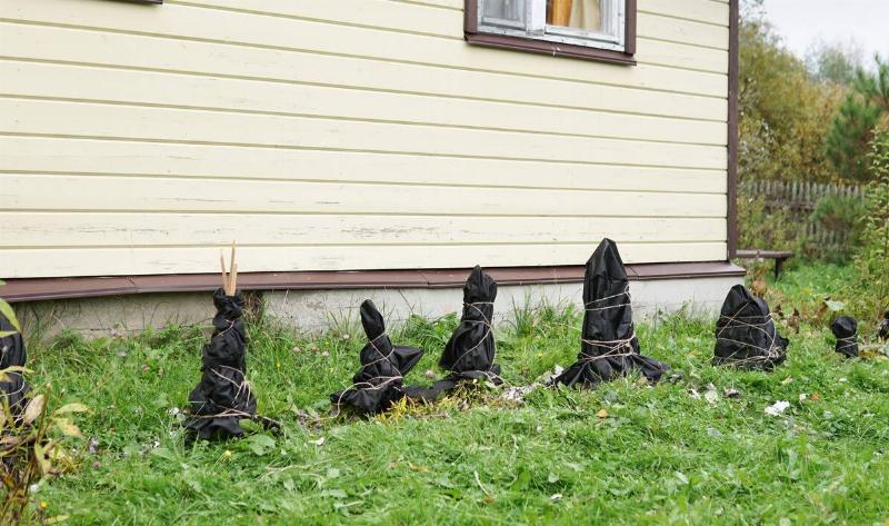 A row of young plants next to a house that are wrapped up in bags.
