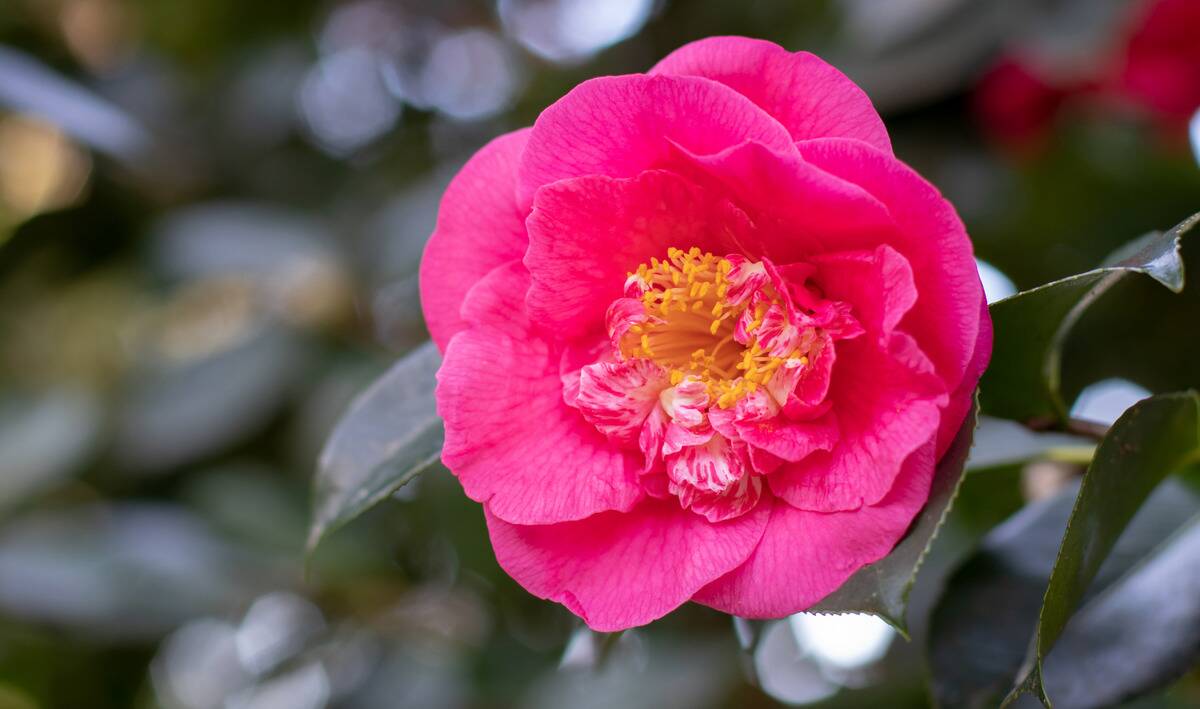A camellia flower.