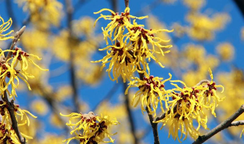 Some witch hazel flowers.