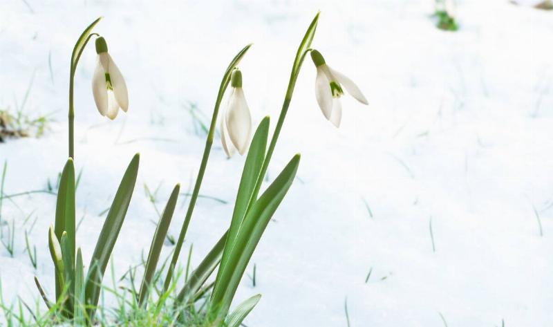 Some snowdrop flowers in the snow.