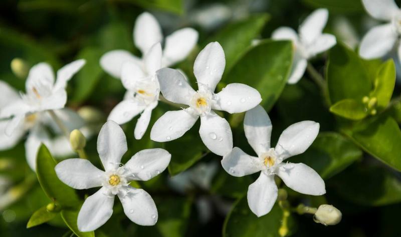 Some winter jasmine flowers.