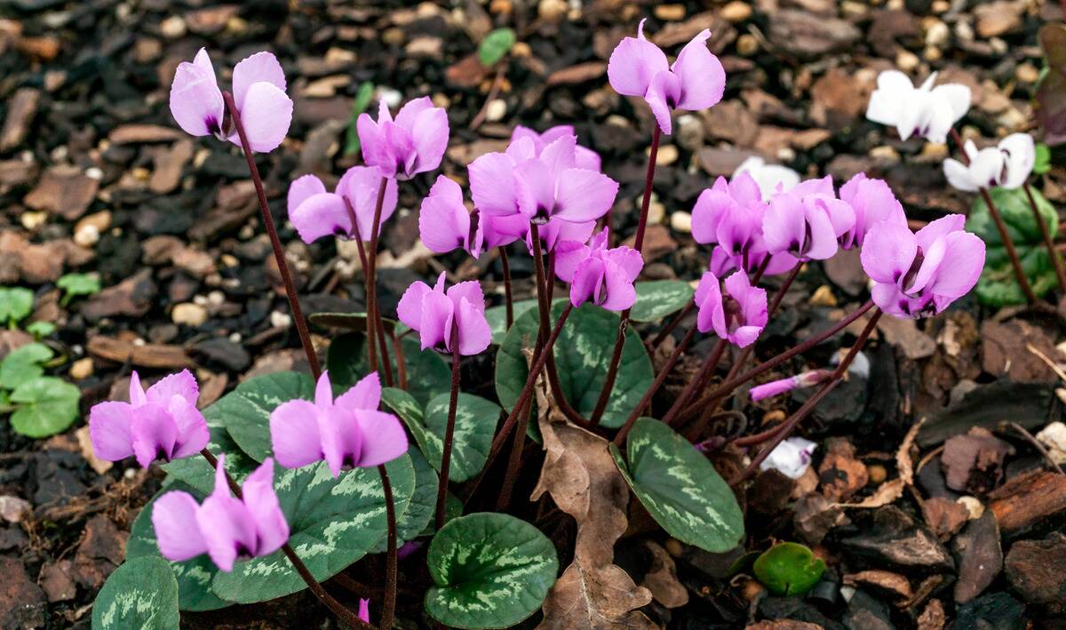 Some cyclamen coum flowers.