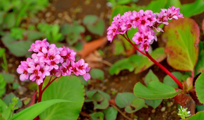 Some bergenia flowers.