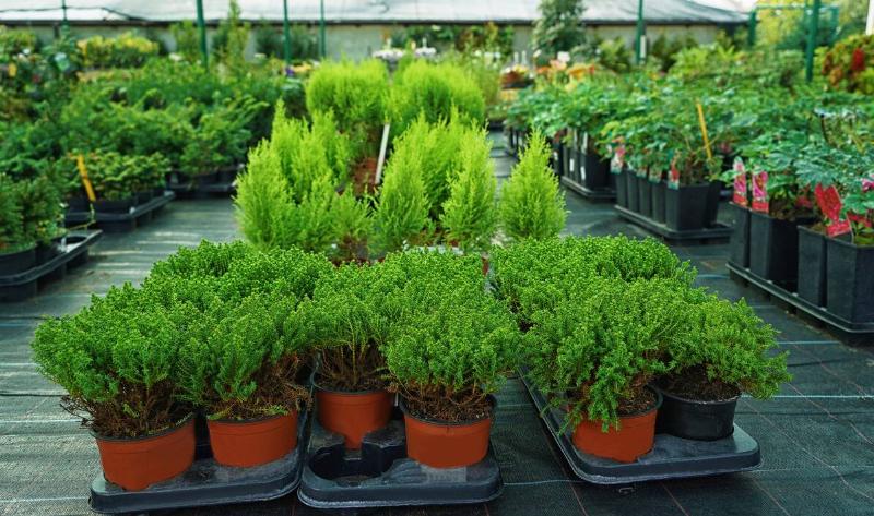 Some conifer plants in plant pots in a garden center.