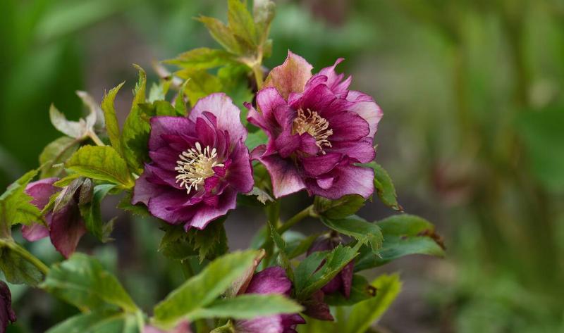 Some hellebore flowers.