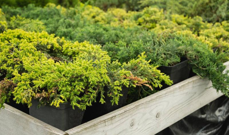 Some juniper plants in small pots.