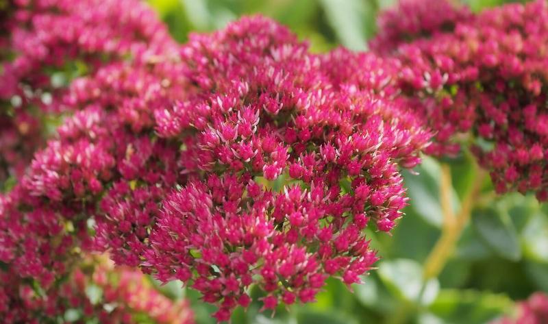 A closeup of some sedum.
