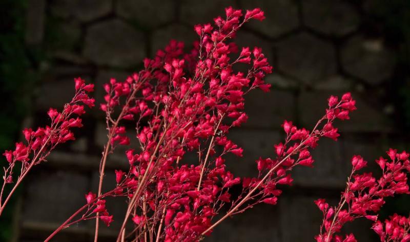 A closeup of some coral bell flowers.