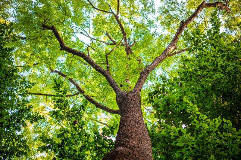 A tree full of leaves shot from below, looking up the tree's trunk.