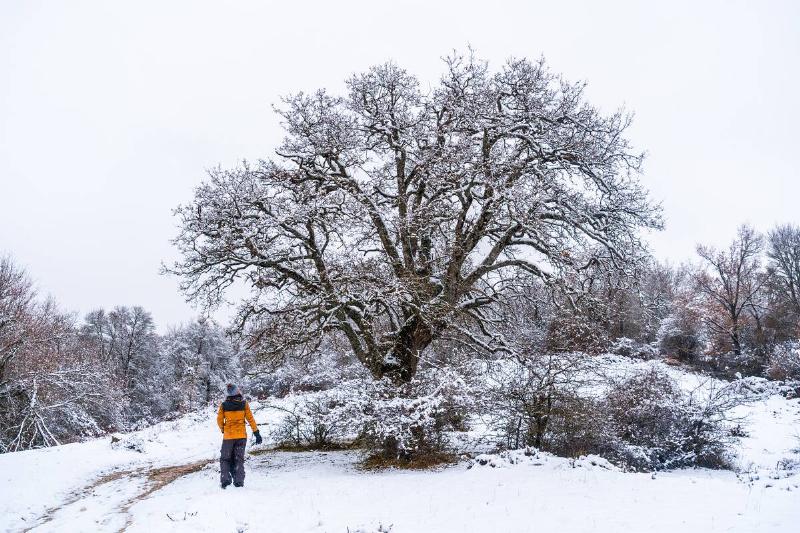 Young girl in a yellow jacket walking through the snow next to a tree. Snow in the town of Opakua near Vitoria in Araba, Basque Country. Spain