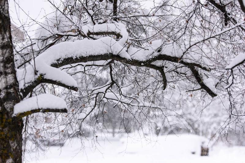 A tree with a tall pile of snow balancing on the branches.