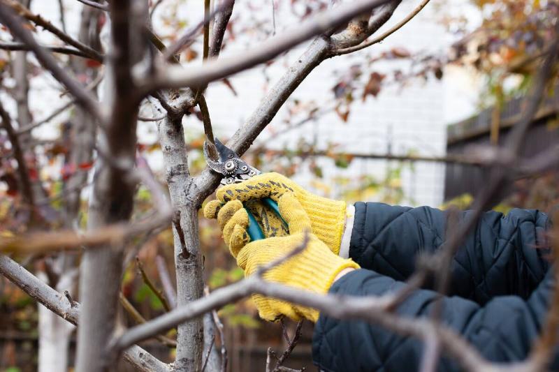 Pruning trees in autumn garden. Human hands in gardening gloves hold pruner, gardener cuts dry branches without leaves.