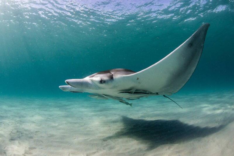 An Atlantic manta ray swimming