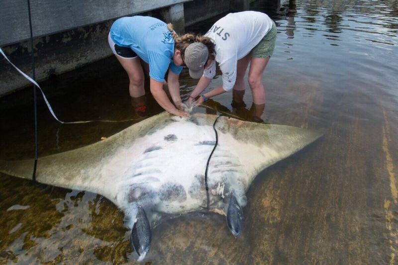 An Atlantic manta ray in shallow water being handled by researchers.