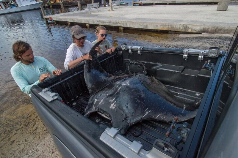 An Atlantic manta ray in a bin, being handled by researchers.