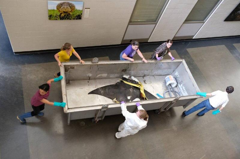 An Atlantic manta ray in a bin, being handled by researchers.