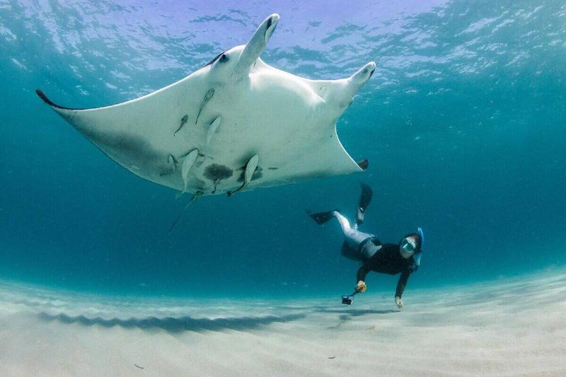 An Atlantic manta ray swimming, a diver swimming alongside it.
