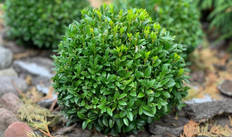 A small boxwood shrub.