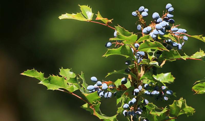 An Oregon grape holly bush.