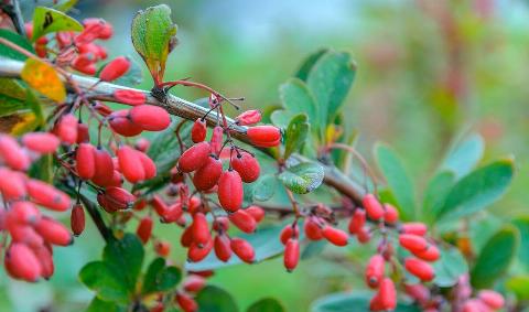 A barberry bush.