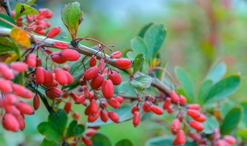 A barberry bush.