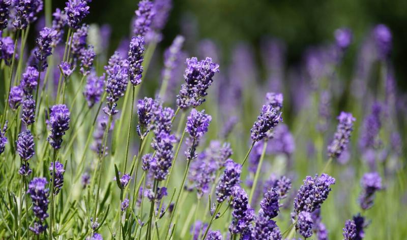 Stalks of lavender.