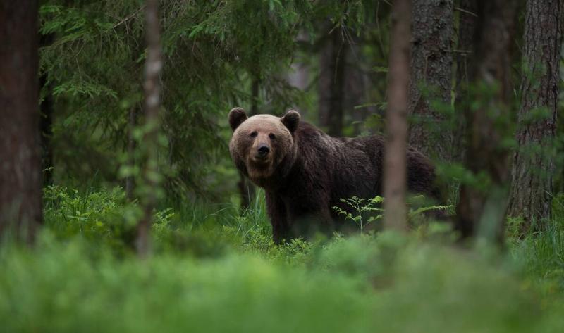 A bear in the woods.
