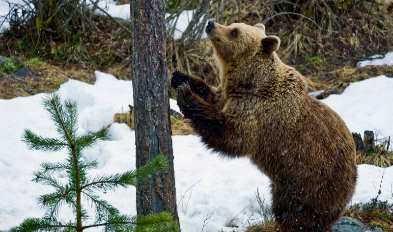 A bear in the woods.