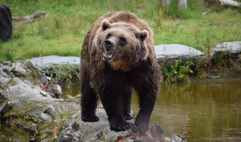 A bear in the woods.