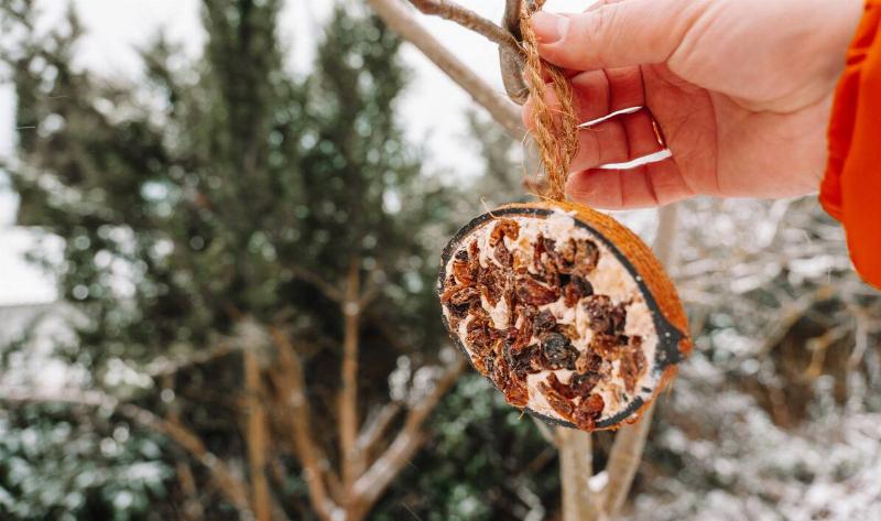A person hanging up a home-made bird feeder made of fruits.