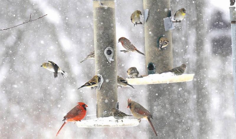 A bunch of birds gathered on two bird feeders in the snow.