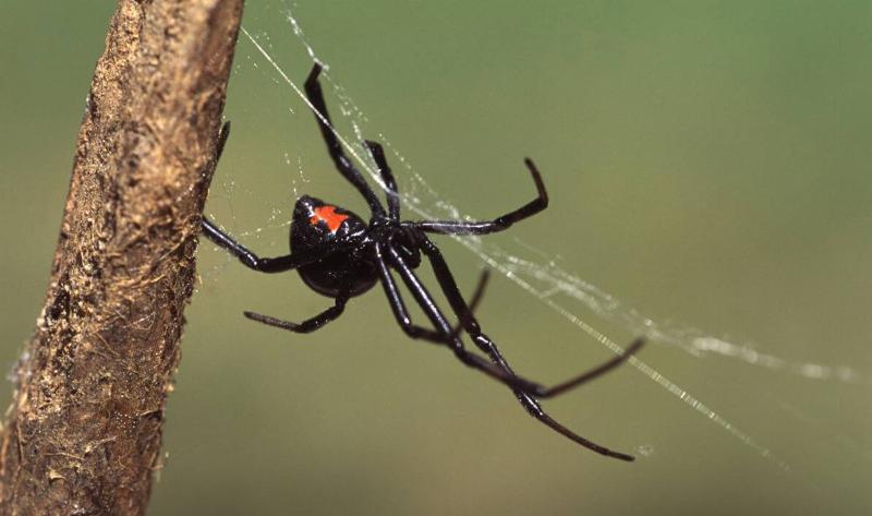 A black widow spider.1
