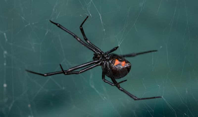 A black widow spider.2