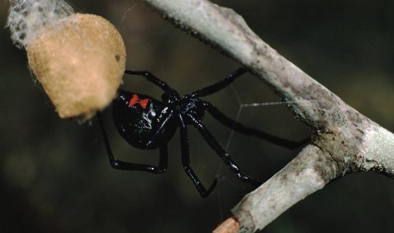 A black widow spider.3