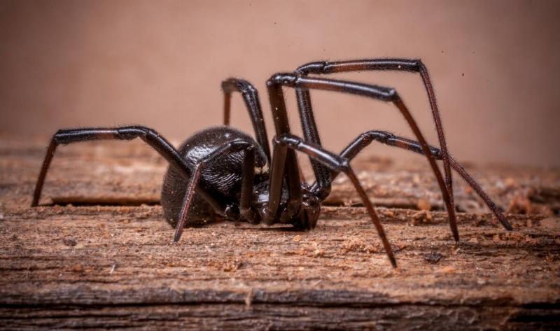 A black widow spider.5