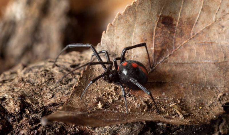 A black widow spider.6