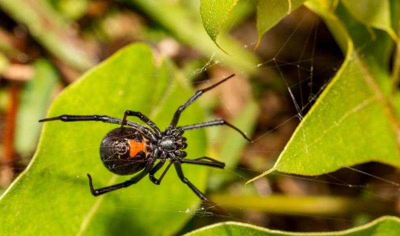 A black widow spider.7